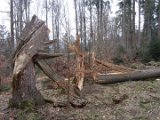 Nach Orkan Friederike - Zw. Dassel u. Erholungsheim  (35)